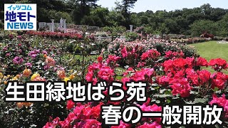 生田緑地ばら苑 春の一般開放【地モトNEWS】2024/5/16放送