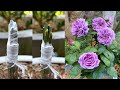 How to graft many rose branches on 1 tree | Rose grafting