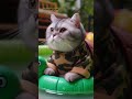 Ayah bawa ikan buntal#videoshort #animasikucing #cat #funny