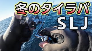 冬の仙台湾で真鯛釣り！タイラバと真鯛ジギングでホウボウ、ハナダイ、マダイ！