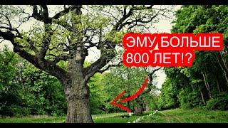 Кочубеевские дубы / Диканька / Kochubeevsky oaks/ Dikanka