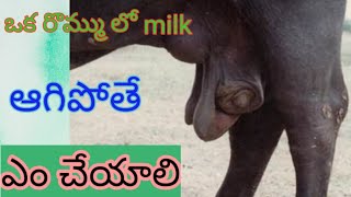 పొదుగు వాపు వస్తే ఏం చేయాలి!! allergetic mastitis!! milk increase @janidairyfarm