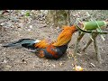 Boy Man Wild: Create Amazing Bamboo Trap To Catch Wild Chicken In The Jungle Working Very Well