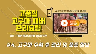 [ 고품질 고구마 재배기술 ] #4. 고구마 수확 후 관리 및 품종 정보