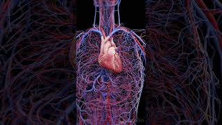 Human Heart Circulatory System 3d Animation