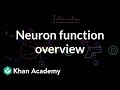 Overview of neuron function | Nervous system physiology | NCLEX-RN | Khan Academy