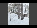 Snow Burdened Branches