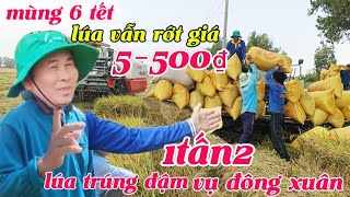 vừa qua tết nghe cái trống mặt lúa rớt giá 5-500₫ không lên nổi mùng 6 tết