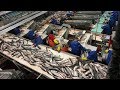 Amazing Big Catching Salmon fish - Automatic fish Processing Line Machines Modern Technology