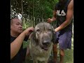 GROOMING A GIANT DOG