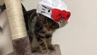 キティちゃんになってキャットタワーで遊ぶ子猫