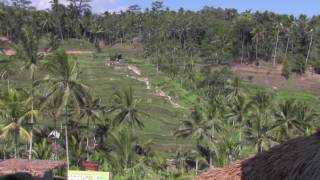 バリ島 テガララン ライステラス（棚田）｜Tegallalang Rice Terraces in Bali