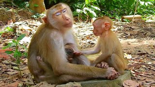 Million pity to see baby monkey Angela try to request Liby for milk