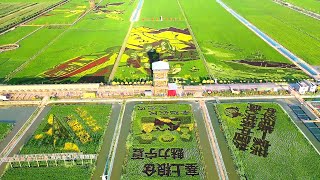 LovelyLandscape | Colorful rural farmer harvest festival themed rice field painting