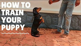 DACHSHUND TRAINING MALAYALAM