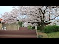 特愛日本 瘋旅行 2017日本櫻花 大阪@万博記念公園 桜お花見 櫻百選