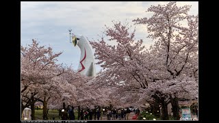 [特愛日本 瘋旅行] 2017日本櫻花 大阪@万博記念公園 桜お花見 (櫻百選)