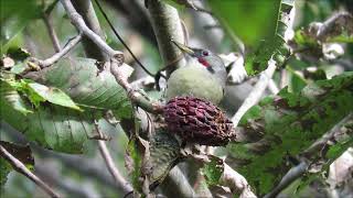 ホウノキ（朴の木）の実とアオゲラ：緑啄木鳥：Picus awokera：Japanese green woodpeckerー神戸市立森林植物園ー2018 10 08