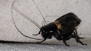 cricket (insect) sound