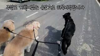 여자혼자 리트리버셋 ▪︎ 리트리버삼둥이 한번에 산책  가능합니다만..