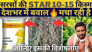 सरसों की नई किस्म 'Star 10-15'👌| उत्पादन में सबसे ऊपर स्टार 10-15 | sarso ki kheti | musturd farming