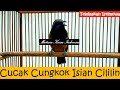 Masteran Cucak Cungkok Isian Cililin ~ Tembakan Istimewa For Murai Cucak Ijo Kacer Cendet Anis Pleci