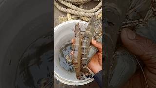 ଆମ ଗୋଳିଆ ଚିଙ୍ଗୁଡ଼ି ମାଛ 🦐 video please like 🥺 support me fishing viralvideo 🦐🦐