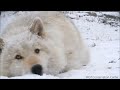 wolf making snow angels