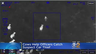 Alleged Car Thief Cornered By Cows In Florida