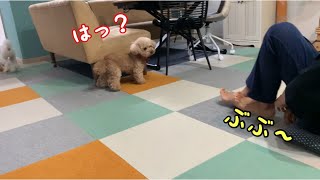 【おならドッキリ】ブーブークッションを愛犬の前で鳴らしたら悲劇がおきた トイプードル/マルプー