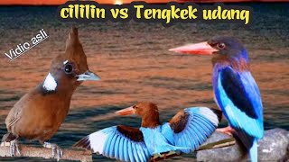 CILILIN VS TENGKEK UDANG 28 TEMBAKAN SUPER MEWAH