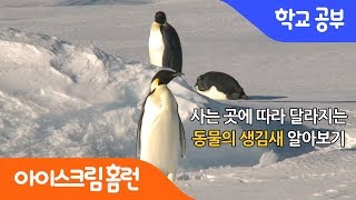 [아이스크림 홈런] 아프리카에도 펭귄이 산다고? 😱 사는 곳에 따라 달라지는 동물의 생김새