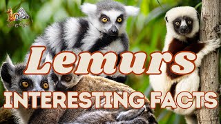 Top 10 Interesting Facts About Lemurs | World Lemur Day