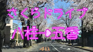 お花見ドライブ　松戸さくら通り八柱→五香間