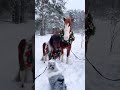 Жылқы Аттар horse ӨмірТамаша