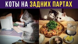 Приколы с котами. КОТЫ НА ЗАДНИХ ПАРТАХ | Мемозг #139