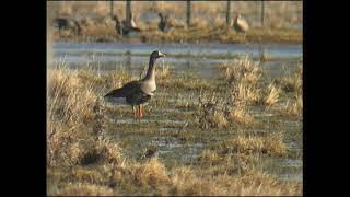 Bläsgås / Anser albifrons / Greather White-fronted Goose / ljud-sound