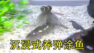 没入型は、カニとカニを一緒に飼うと、何が起こるのでしょうか?