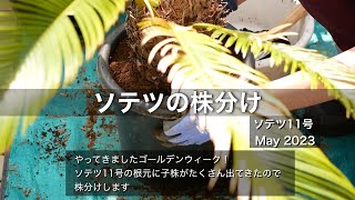 ソテツの株分け（11号）