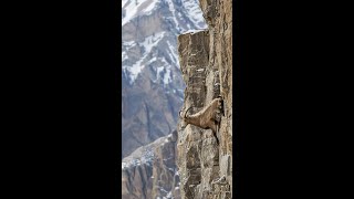 Mountain Goats in the Wild: Live Climbing Spectacle 🐐🏞 (Live)