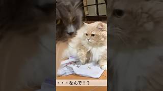 前を横切っただけなのに怒られる理不尽な猫【サイベリアン🐱】#猫 #サイベリアン #ショート #cat #siberian #shorts #ねこ #猫のいる暮らし #猫動画