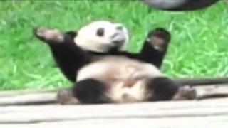 Panda Boy Swag! [HD] [Soulja Boy's Pretty Boy Edition]