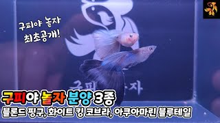 고퀄리티 고정구피 ㅡ 2종 분양및 개체설명 ~~