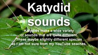 Katydid wide variety of sounds