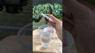 Tips for growing orchids in water plants grow roots quickly #tips #plants