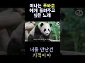 pandatv 떠나는 푸바오를 위해 만든 노래 너를 만난건... 푸바오 아이바오 루이바오