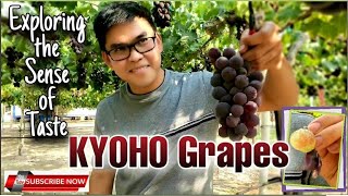 KYOHO Grapes | Exploring the Sense of Taste