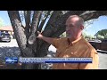 tree experts send warning about bradford pear trees