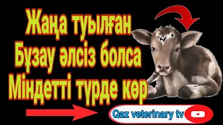 Жас бұзаудың әлсіздігі