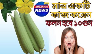 ধুন্দল চাষ, মাত্র একটি কাজ করে ধুন্দল হবে 10 গুণ, টবে ধুন্দল চাষের পদ্ধতি, ধুন্দল এর রোগ বালাই দমন